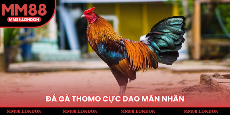 Đá gà Thomo cựa dao mãn nhãn